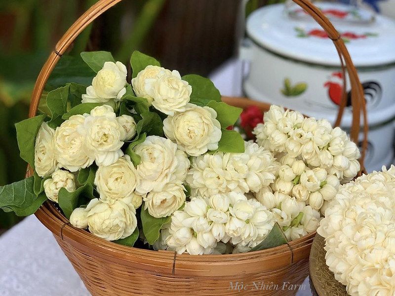 Hoa nhài cổ kép (lài cổ) G1