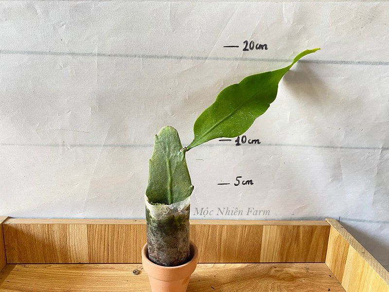 Hoa dạ quỳnh hoa lớn B1