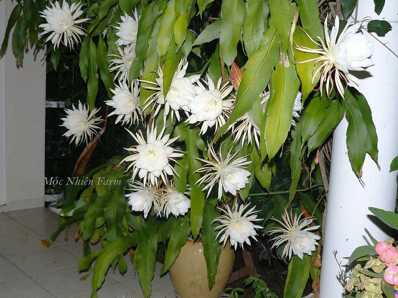 Hoa dạ quỳnh hoa lớn B1