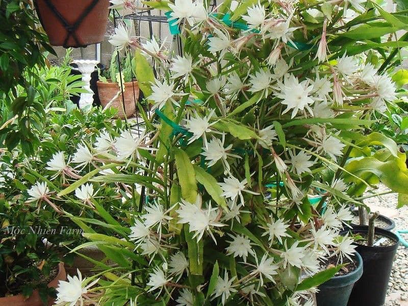 Hoa quỳnh - dạ quỳnh lâu tàn C1