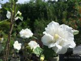  Hoa râm bụt trắng kép A1 