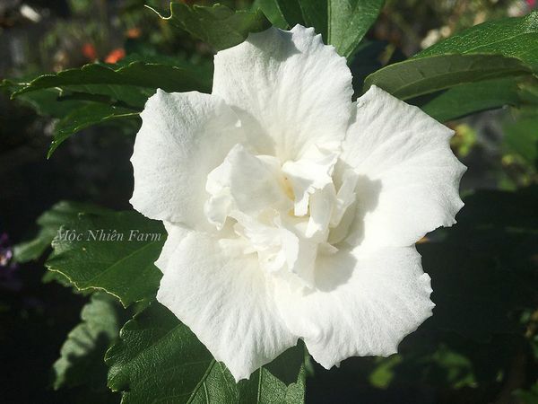  Hoa râm bụt trắng kép A1 