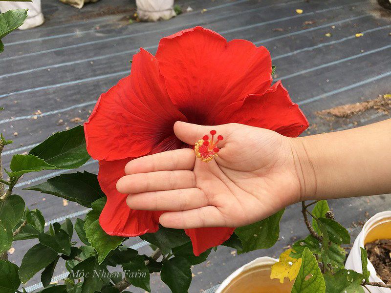 Hoa râm bụt đỏ đơn D1