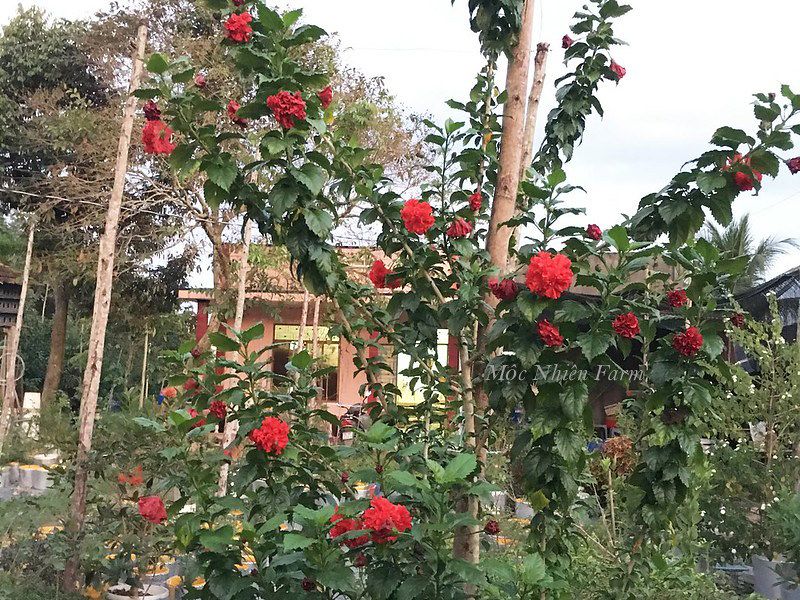 Hoa râm bụt đỏ kép V1
