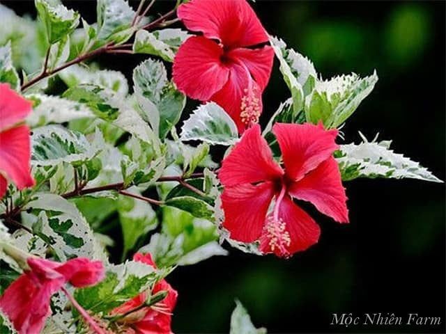 Hoa râm bụt đỏ đơn, cẩm thạch F1