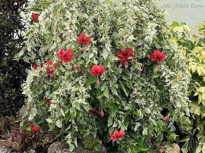 Hoa râm bụt đỏ đơn, cẩm thạch F1
