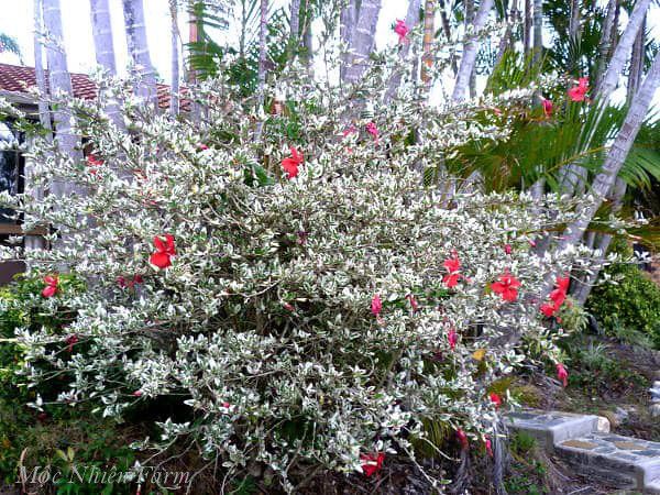 Hoa râm bụt đỏ đơn, cẩm thạch F1