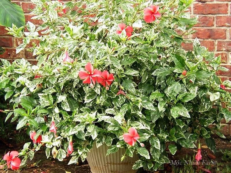 Hoa râm bụt đỏ đơn, cẩm thạch F1