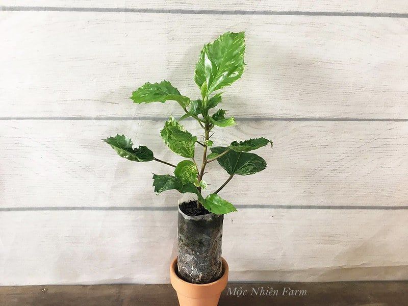 Hoa râm bụt đỏ đơn, cẩm thạch F1