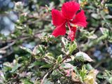  Hoa râm bụt đỏ đơn, cẩm thạch F1 