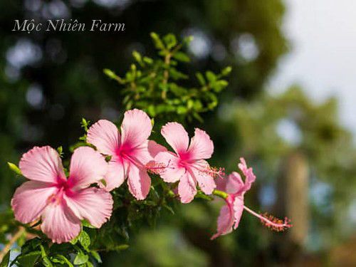 Hoa râm bụt hồng đơn H1