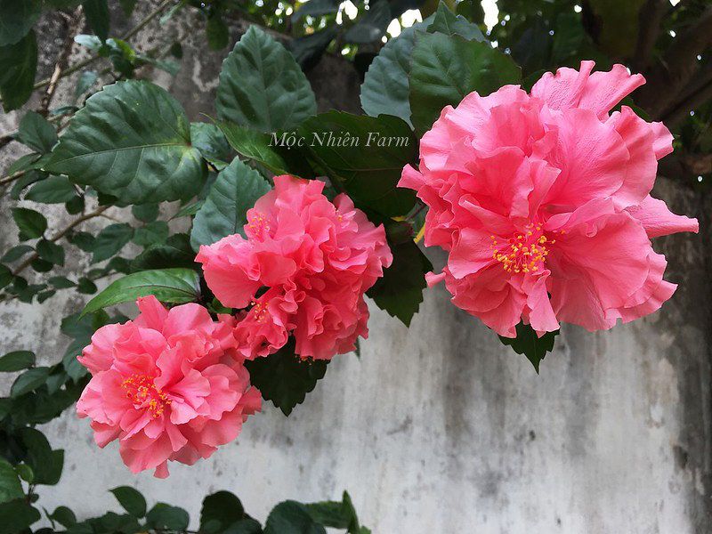 Hoa râm bụt hồng kép K1