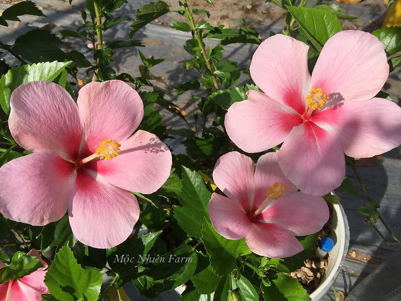 Hoa râm bụt hồng đơn G1