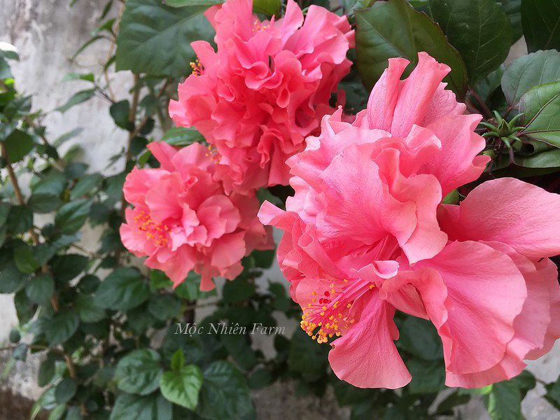 Hoa râm bụt hồng kép K1