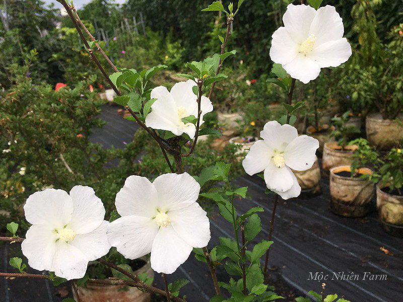 Hoa râm bụt trắng đơn L1