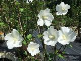  Hoa râm bụt trắng đơn L1 