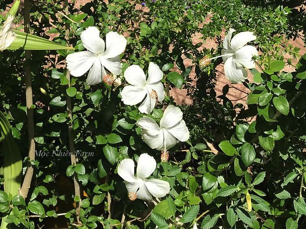  Hoa râm bụt trắng đơn M1 