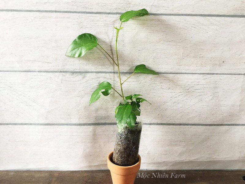 Hoa râm bụt trắng đơn M1