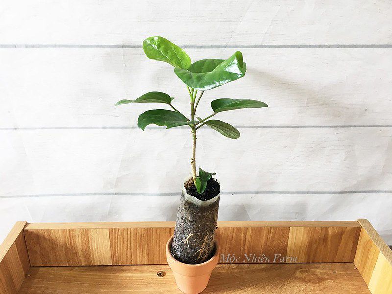 Hoa râm bụt vàng đơn N1