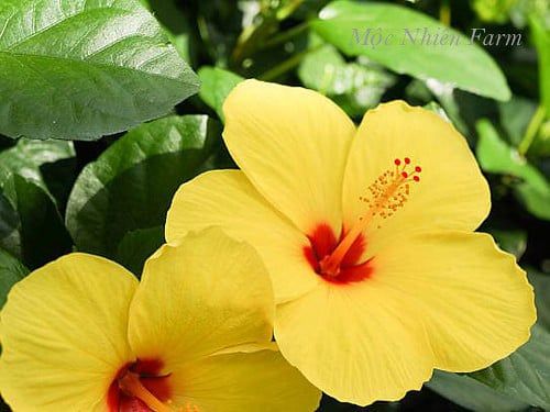Hoa râm bụt vàng đơn N1