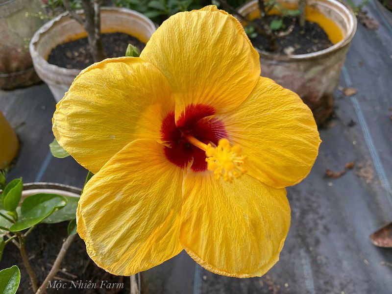 Hoa râm bụt vàng đơn N1