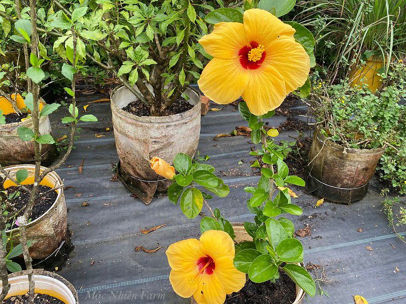Hoa râm bụt vàng đơn N1