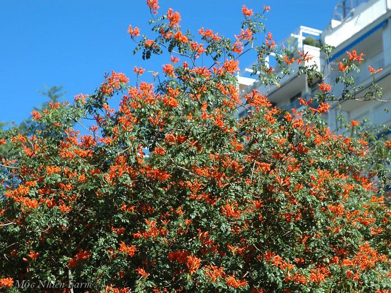 Hoa rạng đông cam đứng A1