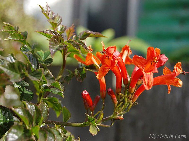 Hoa rạng đông cam đứng A1
