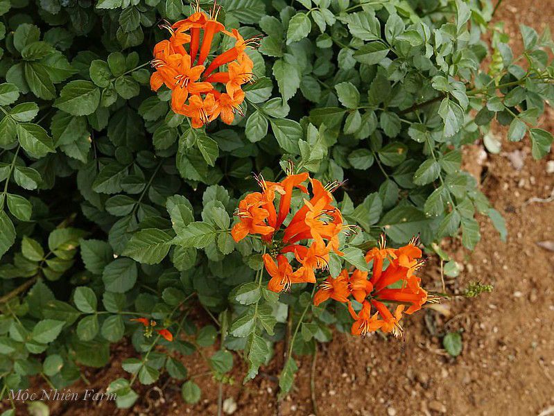 Hoa rạng đông cam đứng A1
