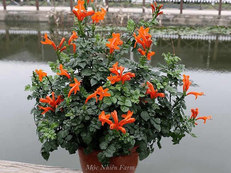 Hoa rạng đông cam đứng A1