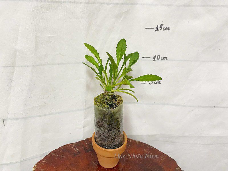 Hoa rẻ quạt tím A1