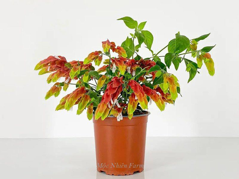 Hoa rồng đỏ B1