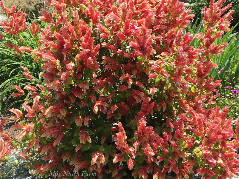 Hoa rồng đỏ B1