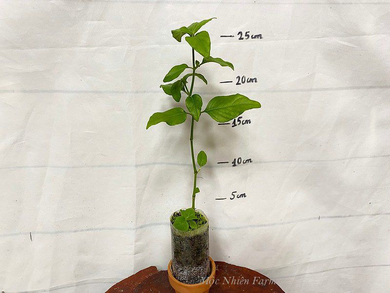 Hoa rồng đỏ B1