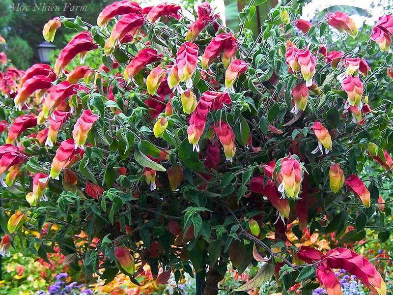 Hoa rồng đỏ B1