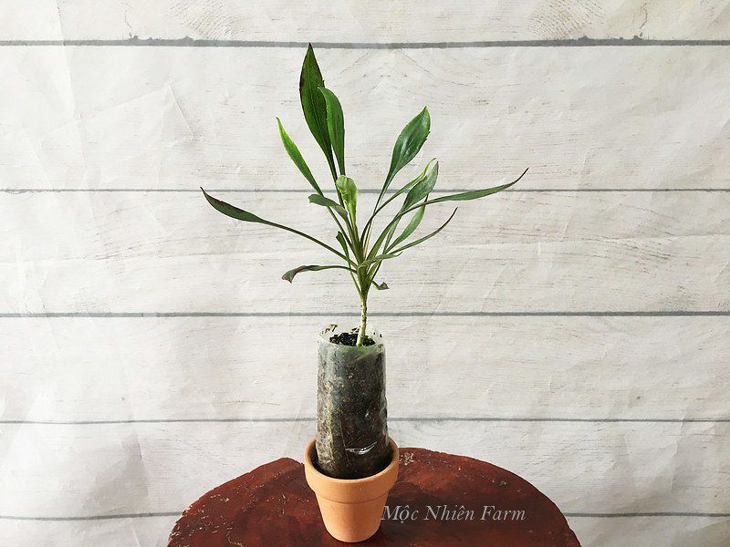 Hoa thạch thảo hồng kép A1