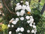  Hoa thạch thảo trắng kép C1 