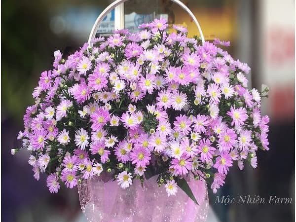 Hoa thạch thảo hồng đơn D1