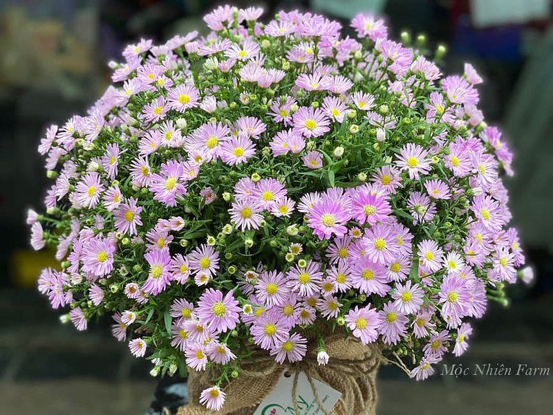 Hoa thạch thảo hồng đơn D1
