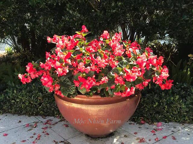 Hoa thu hải đường đỏ lùn, đơn B1