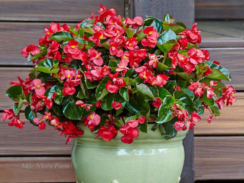 Hoa thu hải đường đỏ lùn, đơn B1