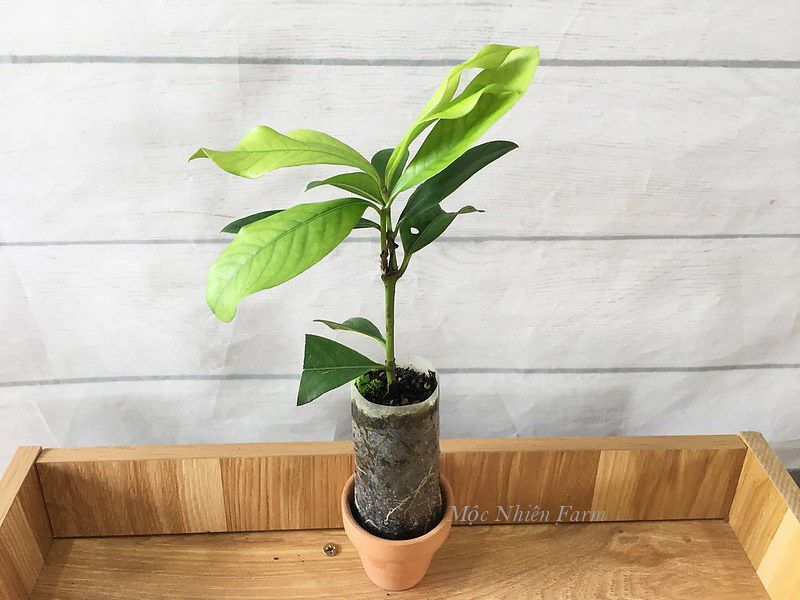 Hoa trang trắng cao G1