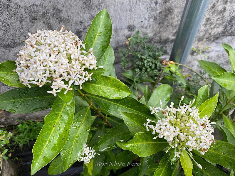 Hoa trang trắng cao G1