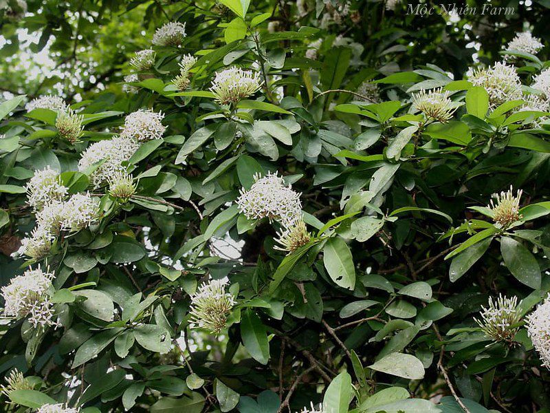 Hoa trang trắng cao G1