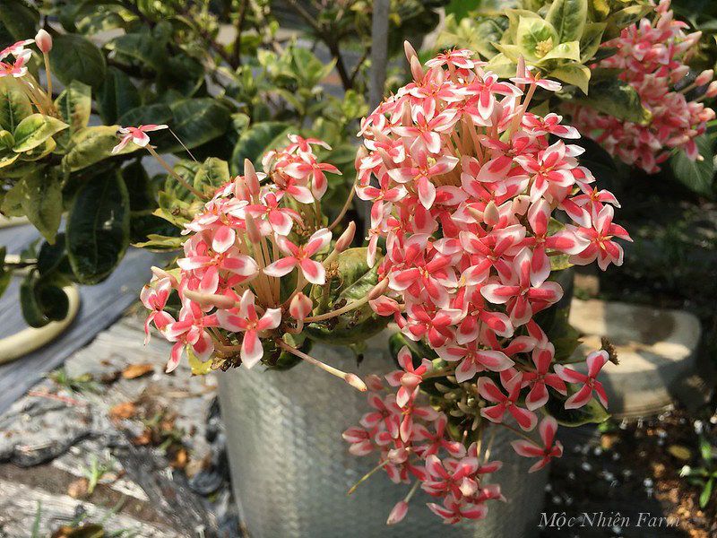 Hoa trang hồng lùn cẩm thạch K1