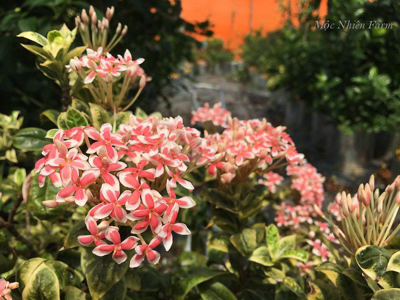 Hoa trang hồng lùn cẩm thạch K1
