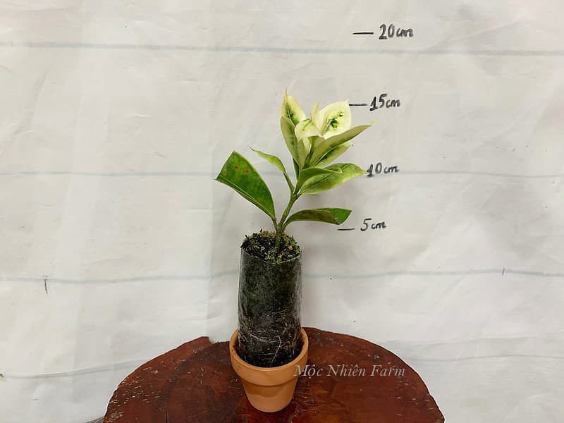 Hoa trang hồng lùn cẩm thạch K1