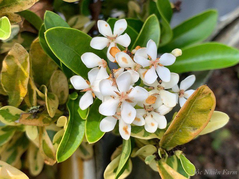 Hoa trang trắng lùn cẩm thạch L1