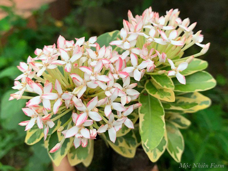 Hoa trang trắng lùn cẩm thạch L1