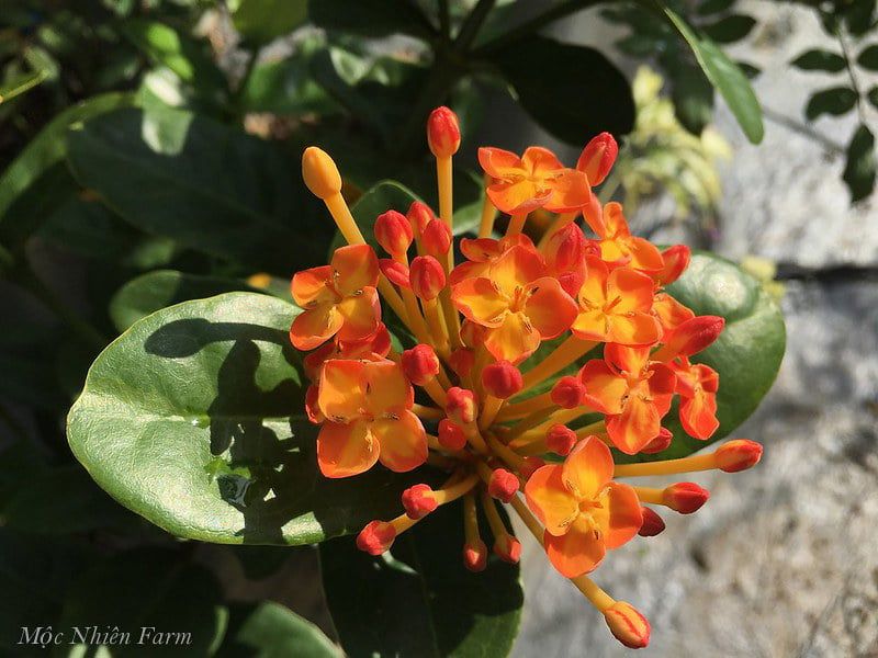 Hoa trang cam lùn S1